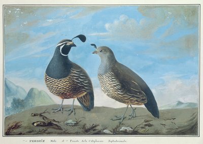 Perdiz californiana macho y hembra, de 